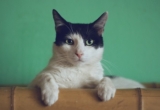 Getting A Cat? What You’ll Need As A New Pet Owner