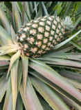 Pineapple Farming in Nigeria: An All-You-Need Guide