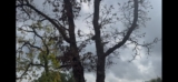 Stressed Savannah Post Oaks from Construction & Heat | Weatherford TX