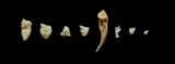 A Horse in the Archive: Notes on Incompleteness in Biometric Infrastructures