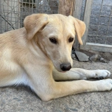 Sandy – 6 month old female Labrador Retriever Cross available for adoption