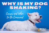 Why Is My Dog Trembling and Shaking?
