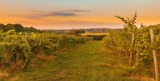 Severn Valley Wine Trail: 10 Vineyards to Visit