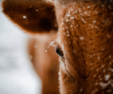 Really Simple Winter Nutrition Guide for First-Calf Heifers