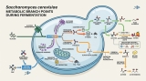 The Biology of Yeast Health