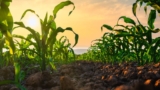 Adjuvants Needed for Biological Adoption