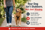 Your Dog Isn’t Stubborn. He’s Just Winning. – 2 Paws Up Inc.