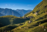 The Alpine Wines of Trentino: Mountain Elegance and Terroir