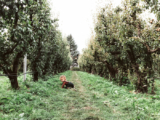 3 X appels plukken in Amsterdam en omgeving