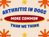 Arthritis in Dogs More Common Than We Think