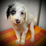 Helen – WI – Deaf Dogs Rock