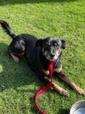 4-5 year old female Cross-Breed available for adoption