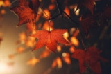 Can CBD Treat Seasonal Affective Disorder (SAD)?