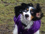 The 25 Most Awkward Dogs of All Time