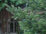 Hazards of Fir Trees | Urban Forest Pro