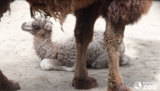 VIDEO: Baby Bactrian Camel at Toronto Zoo