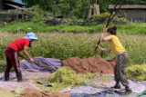 From buckwheat to white rice: transforming food systems and multispecies relations in rural Bhutan