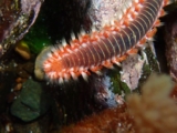 Meet the Bearded Fireworm for Reefs