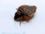 How Long Does It Take To Get Rid of Bed Bugs