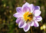 The Difference Between Bees, Wasps, and Hornets