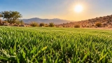 15 Best Drought-Tolerant Grass Seeds for Hot, Dry Climates