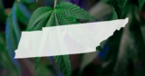 Intoxicating Hemp Regulations Take Shape in Several States