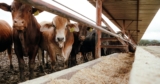 Screwworm and the Rebuilding of U.S.-Mexico Agricultural Trade