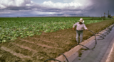 Contamination by Design: How an industrial food system has driven the cyclospora outbreak