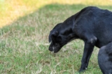 Dog Throwing Up Undigested Food? – Vitality Science