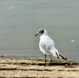 #SundayStills ~ #Animal or #Bird of the Month #Photography