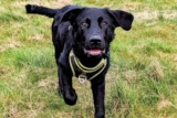 Meet the Dog That Doesn’t Bark First, Doesn’t Back Down, and Doesn’t Forget