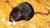 Rodent Infestation in Singapore – Greencare Pest Control & Cleaning
