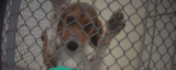 Dogs are still being forced to ingest pesticides in labs. You can help stop it.