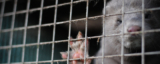 Time’s up for mink fur farms, incubators of avian influenza and other viral threats