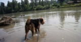 No Pet Left Behind: Enrichment for Every Age and Ability