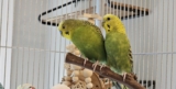 See What a Second Chance Looks Like for These Rescued Parakeets