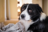 Think Your Dog Is Fine? These 10 Subtle Stress Signals Are Easy To Miss