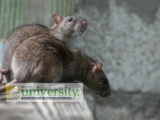 How to Keep Mice Out of Your Tucson Home