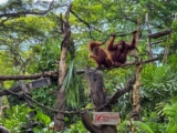 Breakfast In The Wild Singapore Zoo: Is It Worth It?