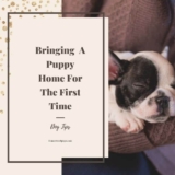 Bringing A Puppy Home For The First Time (Tips Every New Dog Owner Needs To Know)