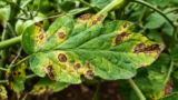 Brown Spots on Tomato Leaves? 9 Causes and How to Save Your Plant