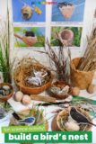Make a Bird’s Nest Activity