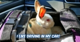 I like driving in my car!