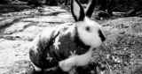 Bunny Meme…..its bug time again!