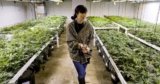 Tips To Follow While Buying Cannabis Products From Online Dispensary