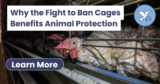 Why Animal Justice Campaigns to End It