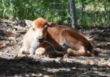 50th Bison Calf Born at Oakland Zoo!