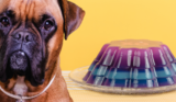 Can Dogs Eat Jello?