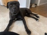 Meet the Dog That Doesn’t Do Small Talk, Doesn’t Warm Up to Strangers Fast, and Doesn’t Come With an Instruction Manual