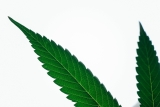 Is Delta-9 THC Legal in the UK? – Mission C